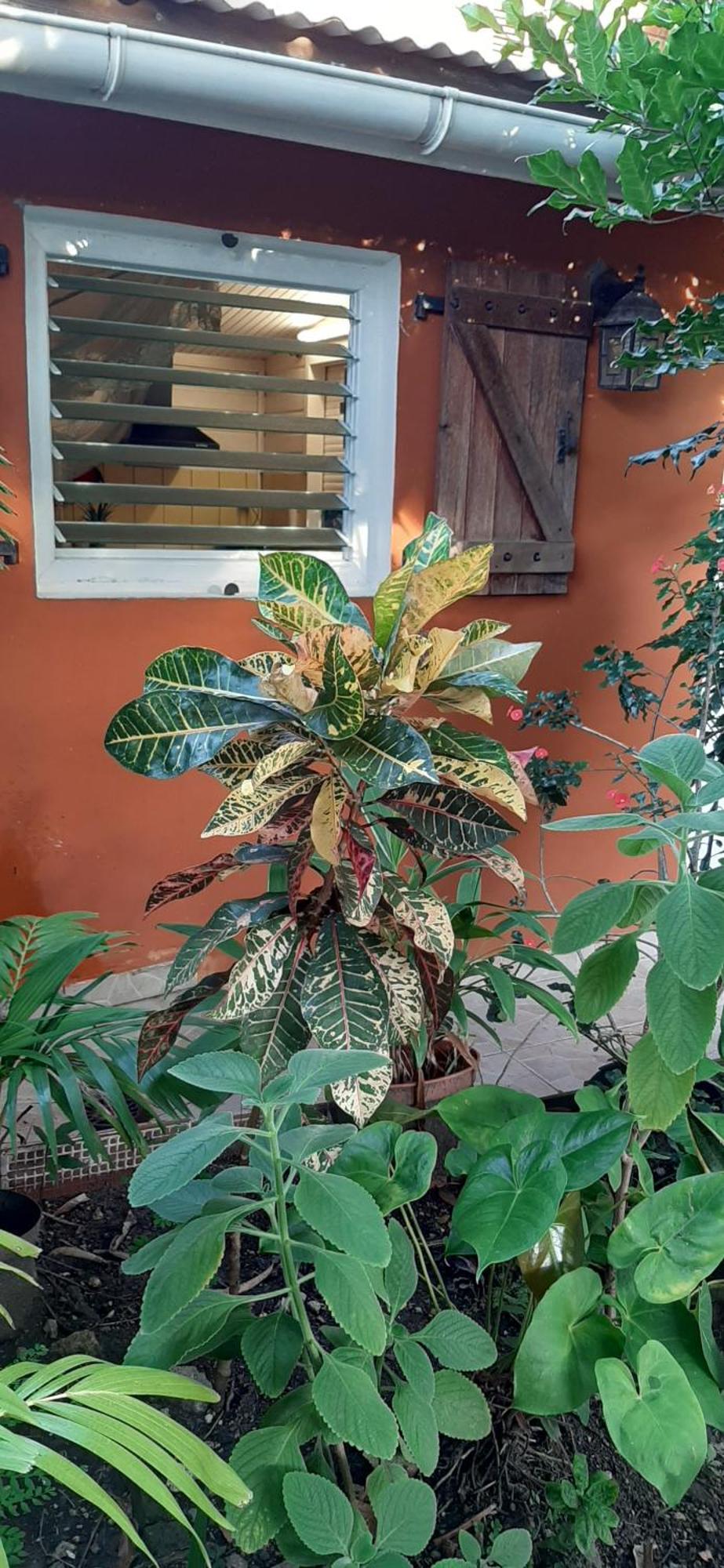 Bungalow Mangifera Proche De La Plage 르 디아망 외부 사진